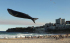 거대한 고래가 하늘을?…호주 최대 연축제 눈길