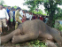 인도서 15명 죽인 ‘살인 코끼리’ 결국 사살돼