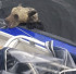 익사 직전 낚시꾼들에 의해 구조된 새끼 갈색곰들