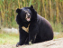 일본 동물원 녀직원 흑곰 공격 받아, 응급치료 효험 못보고 사망