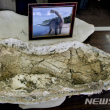 이집트 사막에서 발견된 새 공룡 화석