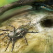 꼬리 달린 '거미 조상' 발견.."호박 속 1억 년 보존"