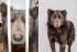 ‘개야 곰이야?’ 러시아서 발견된 곰 닮은 개