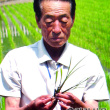 [60년60인]중국북방 벼재배기술의 대부