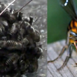 `꿀벌의 역습` 3cm 자이언트 말벌 태워 죽여