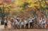 깊어가는 가을‥ 서울대공원 단풍풀장에 빠져 보자
