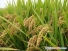 길림입쌀 일본에서 “식미최우수상” 탔다