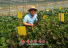 조선족젊은이 재배 유기농 쌈채소 인기