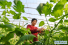 허베이 보터우: 단경기채소 재배로 농한기 소득 증대