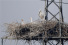 ‘조계의 국보’ 동방황새 백여 마리 발해변 정착