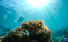 다채로운 해남 분계주섬의 해저 세계