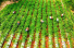 사천 영현, 붉은색 토양 위 아름다운 농경지의 풍경