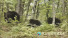 흑곰 일가족 5마리, 천교령림구에 등장